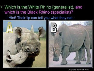 • Which is the White Rhino (generalist), and
which is the Black Rhino (specialist)?
– Hint! Their lip can tell you what they eat.
Copyright © 2010 Ryan P. Murphy
 