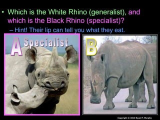 • Which is the White Rhino (generalist), and
which is the Black Rhino (specialist)?
– Hint! Their lip can tell you what they eat.
Copyright © 2010 Ryan P. Murphy
 