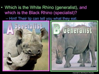 • Which is the White Rhino (generalist), and
which is the Black Rhino (specialist)?
– Hint! Their lip can tell you what they eat.
Copyright © 2010 Ryan P. Murphy
 