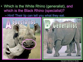 • Which is the White Rhino (generalist), and
which is the Black Rhino (specialist)?
– Hint! Their lip can tell you what they eat.
Copyright © 2010 Ryan P. Murphy
 
