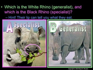 • Which is the White Rhino (generalist), and
which is the Black Rhino (specialist)?
– Hint! Their lip can tell you what they eat.
Copyright © 2010 Ryan P. Murphy
 