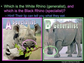 • Which is the White Rhino (generalist), and
which is the Black Rhino (specialist)?
– Hint! Their lip can tell you what they eat.
Copyright © 2010 Ryan P. Murphy
 