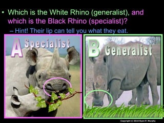 • Which is the White Rhino (generalist), and
which is the Black Rhino (specialist)?
– Hint! Their lip can tell you what they eat.
Copyright © 2010 Ryan P. Murphy
 