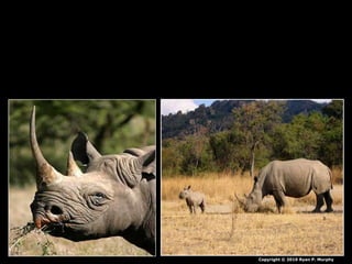 Copyright © 2010 Ryan P. Murphy
 