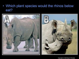 • Which plant species would the rhinos below
eat?
Copyright © 2010 Ryan P. Murphy
 