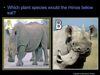 • Which plant species would the rhinos below
eat?
Copyright © 2010 Ryan P. Murphy
 