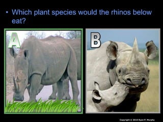 • Which plant species would the rhinos below
eat?
Copyright © 2010 Ryan P. Murphy
 