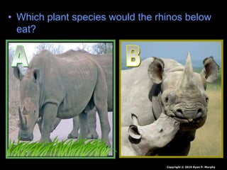 • Which plant species would the rhinos below
eat?
Copyright © 2010 Ryan P. Murphy
 