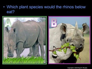 • Which plant species would the rhinos below
eat?
Copyright © 2010 Ryan P. Murphy
 