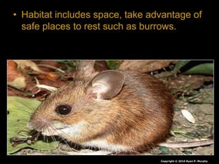 • Habitat includes space, take advantage of
safe places to rest such as burrows.
Copyright © 2010 Ryan P. Murphy
 