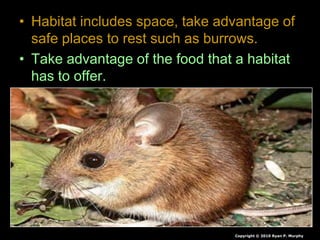 • Habitat includes space, take advantage of
safe places to rest such as burrows.
• Take advantage of the food that a habitat
has to offer.
Copyright © 2010 Ryan P. Murphy
 