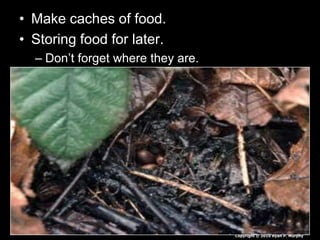 • Make caches of food.
• Storing food for later.
– Don’t forget where they are.
Copyright © 2010 Ryan P. Murphy
 