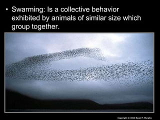 • Swarming: Is a collective behavior
exhibited by animals of similar size which
group together.
– Often moving together, or migrating in some
direction as a mass.
– Schooling, flocking, herding, etc.
Copyright © 2010 Ryan P. Murphy
 