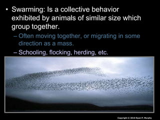• Swarming: Is a collective behavior
exhibited by animals of similar size which
group together.
– Often moving together, or migrating in some
direction as a mass.
– Schooling, flocking, herding, etc.
Copyright © 2010 Ryan P. Murphy
 