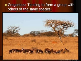  Gregarious: Tending to form a group with
others of the same species.
Copyright © 2010 Ryan P. Murphy
 