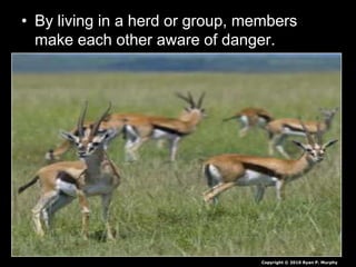 • By living in a herd or group, members
make each other aware of danger.
Copyright © 2010 Ryan P. Murphy
 