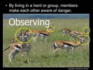 • By living in a herd or group, members
make each other aware of danger.
Copyright © 2010 Ryan P. Murphy
Observing
 