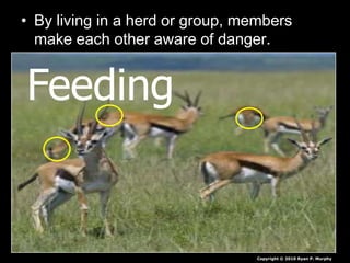 • By living in a herd or group, members
make each other aware of danger.
Copyright © 2010 Ryan P. Murphy
Feeding
 