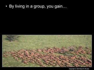 • By living in a group, you gain…
Copyright © 2010 Ryan P. Murphy
 