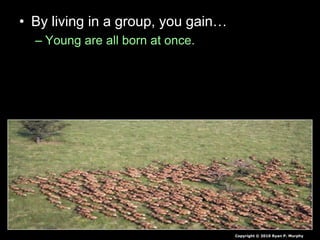 • By living in a group, you gain…
– Young are all born at once.
Copyright © 2010 Ryan P. Murphy
 