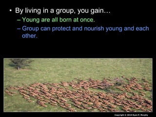 • By living in a group, you gain…
– Young are all born at once.
– Group can protect and nourish young and each
other.
Copyright © 2010 Ryan P. Murphy
 