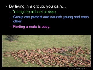 • By living in a group, you gain…
– Young are all born at once.
– Group can protect and nourish young and each
other.
– Finding a mate is easy.
Copyright © 2010 Ryan P. Murphy
 