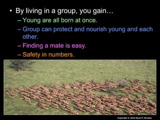 • By living in a group, you gain…
– Young are all born at once.
– Group can protect and nourish young and each
other.
– Finding a mate is easy.
– Safety in numbers.
Copyright © 2010 Ryan P. Murphy
 