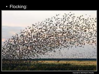 • Flocking:
– Allows birds to take advantage of abundant
food sources.
• A few birds will find the food and the rest take
advantage.
– Increases safety / protection
– Attract a mate
– Raising a family is safer
– Aerodynamics in flying / migrating
– Warmth from your neighbors
Copyright © 2010 Ryan P. Murphy
 