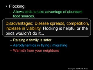 • Flocking:
– Allows birds to take advantage of abundant
food sources.
• A few birds will find the food and the rest take
advantage.
– Increases safety / protection
– Attracting a mate is easier
– Raising a family is safer
– Aerodynamics in flying / migrating
– Warmth from your neighbors
Copyright © 2010 Ryan P. Murphy
Disadvantages: Disease spreads, competition,
increase in visibility. Flocking is helpful or the
birds wouldn’t do it…
 