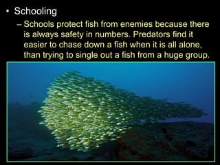 • Schooling
– Schools protect fish from enemies because there
is always safety in numbers. Predators find it
easier to chase down a fish when it is all alone,
than trying to single out a fish from a huge group.
 