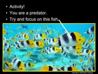 • Activity!
• You are a predator.
• Try and focus on this fish.
Copyright © 2010 Ryan P. Murphy
 