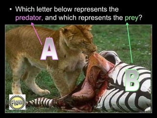 • Which letter below represents the
predator, and which represents the prey?
 