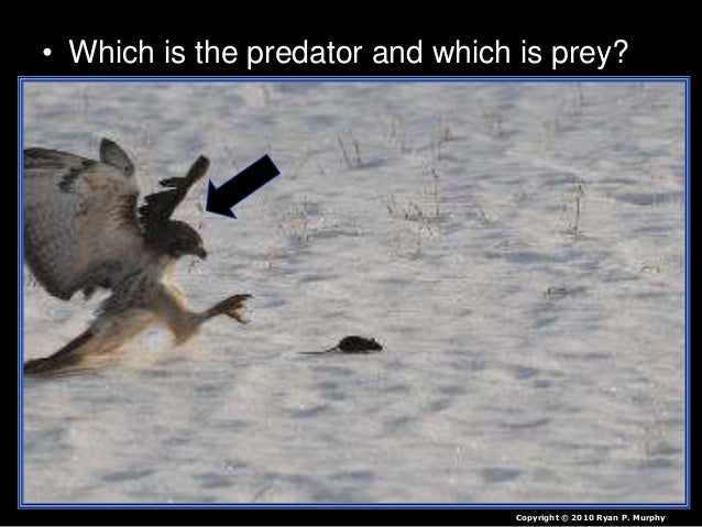 predator prey relationship