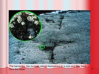 19
The barnacles, the mussels attach themselves to a rock and filter food
from the water
 