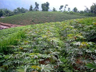 The role of Contract Farming in the Development of a Competitive and Sustainable Cassava Sub-sector in Vietnam