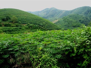The role of Contract Farming in the Development of a Competitive and Sustainable Cassava Sub-sector in Vietnam