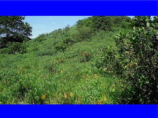 The role of Contract Farming in the Development of a Competitive and Sustainable Cassava Sub-sector in Vietnam