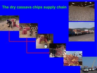 The role of Contract Farming in the Development of a Competitive and Sustainable Cassava Sub-sector in Vietnam