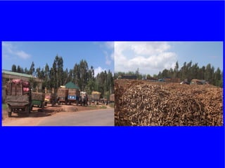 The role of Contract Farming in the Development of a Competitive and Sustainable Cassava Sub-sector in Vietnam