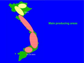 The role of Contract Farming in the Development of a Competitive and Sustainable Cassava Sub-sector in Vietnam