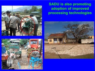 The role of Contract Farming in the Development of a Competitive and Sustainable Cassava Sub-sector in Vietnam
