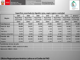 Oficina Regional para América Latina en el Caribe de FAO 2007200820092010201120122012/13 * Superficie cosechada (has) Superficie cosechada (has) Superficie cosechada (has) Superficie cosechada (has) Superficie cosechada (has) Superficie cosechada (has) Superficie sembrada (has) Total Nacional89,428 70,507 40,640 27,963 45,811 51,011 31,366 Total LS - ELS30,600 24,351 9,742 4,975 14,816 15,700 4,771 Pima15,607 7,609 2,839 2,136 6,612 6,538 1,318 Del Cerro5,413 7,674 2,755 499 1,469 1,646 450 Hazera u otros ELS9,580 9,068 4,148 2,340 6,735 7,516 3,003 Total SS - MS58,828 46,156 30,898 22,988 30,996 35,311 26,595 Tangüis45,786 40,383 26,305 20,748 26,854 32,768 23,965 Aspero13,042 5,773 4,593 2,240 4,141 2,543 2,630 * preliminar al mes de julioSuperficie: MINAG - OEEE, Unidad de AnálisisElaboración: MINAG - DGCARegión Superficie cosechada de Algodón rama, según region y variedad  