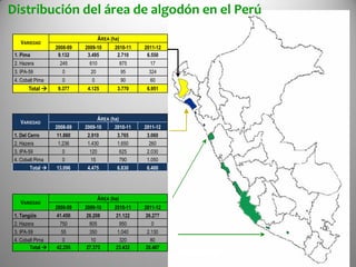 Distribución del área de algodón en el Perú 
VARIEDAD 
ÁREA (ha) 
2008-09 
2009-10 
2010-11 
2011-12 
1. Pima 
9.132 
3.495 
2.710 
6.550 
2. Hazera 
245 
610 
875 
17 
3. IPA-59 
0 
20 
95 
324 
4. Cobalt Pima 
0 
0 
90 
60 
Total  
9.377 
4.125 
3.770 
6.951 
VARIEDAD 
ÁREA (ha) 
2008-09 
2009-10 
2010-11 
2011-12 
1. Del Cerro 
11.860 
2.910 
3.765 
3.060 
2. Hazera 
1.236 
1.430 
1.650 
260 
3. IPA-59 
0 
120 
625 
2.030 
4. Cobalt Pima 
0 
15 
790 
1.050 
Total  
13.096 
4.475 
6.830 
6.400 
VARIEDAD 
ÁREA (ha) 
2008-09 
2009-10 
2010-11 
2011-12 
1. Tangüis 
41.450 
26.208 
21.122 
26.277 
2. Hazera 
750 
805 
950 
0 
3. IPA-59 
55 
350 
1.040 
2.130 
4. Cobalt Pima 
0 
10 
320 
80 
Total  
42.255 
27.373 
23.432 
28.487  
