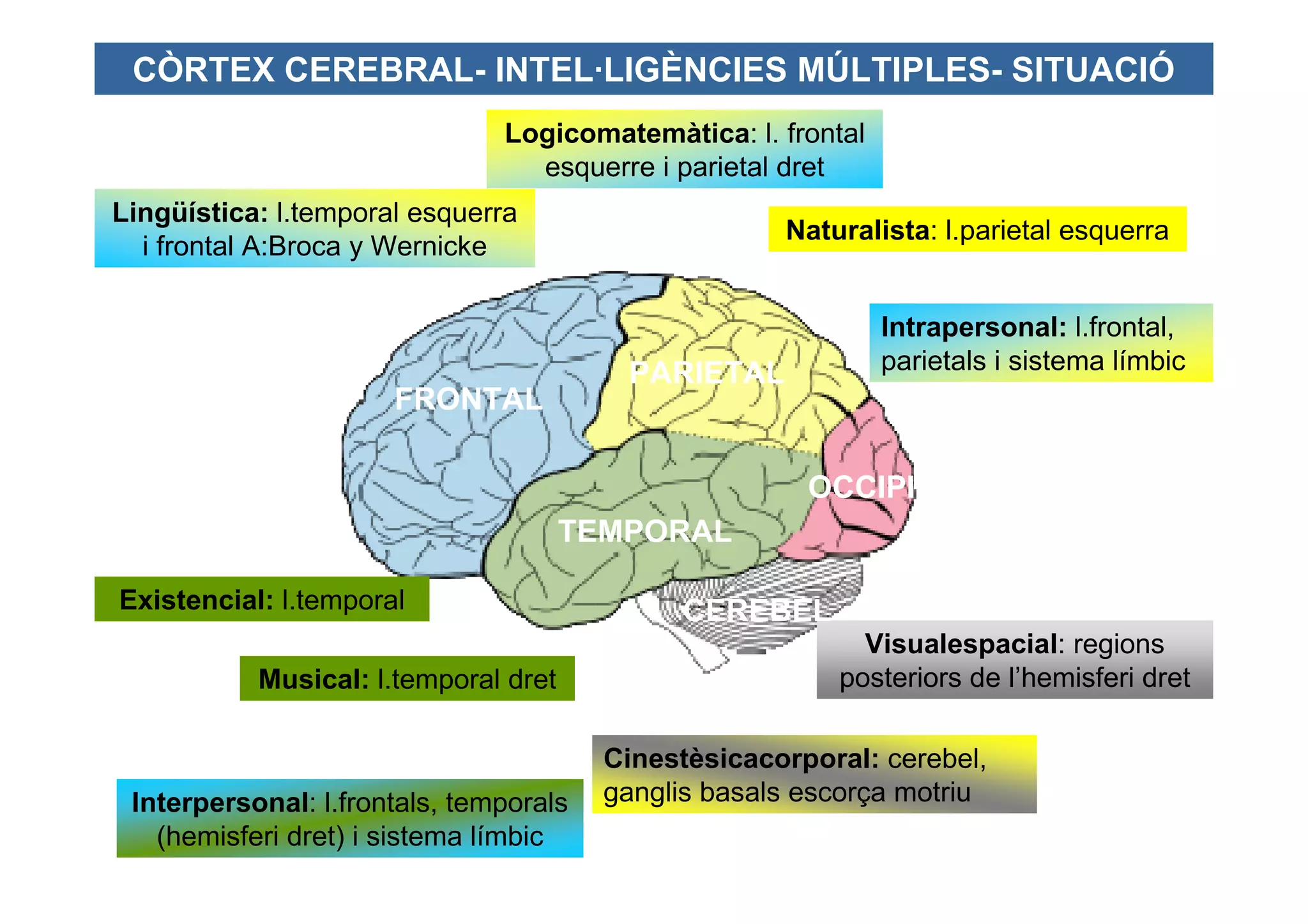 CÒRTEX CEREBRAL- INTEL·LIGÈNCIES MÚLTIPLES- SITUACIÓ
                               Logicomatemàtica: l. frontal
                                 esquerre i parietal dret
Lingüística: l.temporal esquerra
                                                     Naturalista: l.parietal esquerra
  i frontal A:Broca y Wernicke

                                                              Intrapersonal: l.frontal,
                                         PARIETAL             parietals i sistema límbic
                      FRONTAL

                                                       OCCIPITAL
                                      TEMPORAL

Existencial: l.temporal                       CEREBEL
                                                           Visualespacial: regions
           Musical: l.temporal dret                      posteriors de l’hemisferi dret

                                        Cinestèsicacorporal: cerebel,
 Interpersonal: l.frontals, temporals   ganglis basals escorça motriu
   (hemisferi dret) i sistema límbic                                     Font: T. Armstrong
 