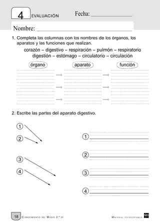 4             EVALUACIÓN                         Fecha:

Nombre:
1. Completa las columnas con los nombres de los órganos, los
   aparatos y las funciones que realizan.
           corazón – digestivo – respiración – pulmón – respiratorio
               digestión – estómago – circulatorio – circulación
                órgano                              aparato         función




2. Escribe las partes del aparato digestivo.


      1

      2                                                 1


                                                        2
      3

      4                                                 3


                                                        4




 18       C ONOCIMIENT O   DE L   M EDIO 2.º   EP             M ATERIAL   FOTOCOPIABLE
 
