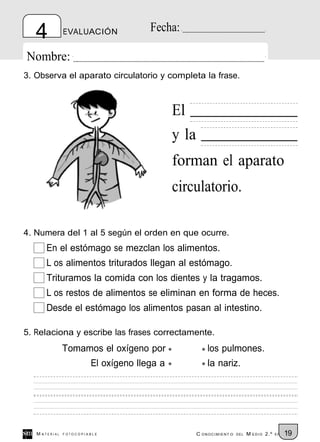4           EVALUACIÓN             Fecha:

Nombre:
3. Observa el aparato circulatorio y completa la frase.



                                             El
                                             y la
                                             forman el aparato
                                             circulatorio.

4. Numera del 1 al 5 según el orden en que ocurre.
      En el estómago se mezclan los alimentos.
      L os alimentos triturados llegan al estómago.
      Trituramos la comida con los dientes y la tragamos.
      L os restos de alimentos se eliminan en forma de heces.
      Desde el estómago los alimentos pasan al intestino.

5. Relaciona y escribe las frases correctamente.
               Tomamos el oxígeno por                   los pulmones.
                        El oxígeno llega a              la nariz.




   M ATERIAL   FOTOCOPIABLE                         C ONOCIMIENT O   DEL   M EDIO 2.º   EP   19
 