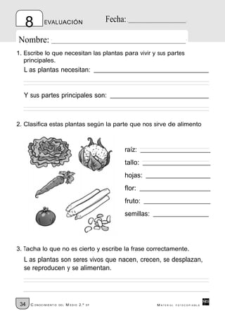 8         EVALUACIÓN                         Fecha:

Nombre:
1. Escribe lo que necesitan las plantas para vivir y sus partes
   principales.
  L as plantas necesitan:


  Y sus partes principales son:



2. Clasifica estas plantas según la parte que nos sirve de alimento



                                                     raíz:
                                                     tallo:
                                                     hojas:
                                                     flor:
                                                     fruto:
                                                     semillas:




3. Tacha lo que no es cierto y escribe la frase correctamente.
  L as plantas son seres vivos que nacen, crecen, se desplazan,
  se reproducen y se alimentan.




 34   C ONOCIMIENT O   DE L   M EDIO 2.º   EP                    M ATERIAL   FOTOCOPIABLE
 