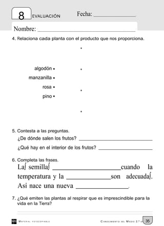 8           EVALUACIÓN       Fecha:

Nombre:
4. Relaciona cada planta con el producto que nos proporciona.




                algodón
          manzanilla
                      rosa
                      pino




5. Contesta a las preguntas.
  ¿De dónde salen los frutos?
  ¿Qué hay en el interior de los frutos?

6. Completa las frases.
  La∫ semilla∫                                       cuando la
  temperatura y la                                son adecuada∫.
  Así nace una nueva                                   .
7. ¿Qué emiten las plantas al respirar que es imprescindible para la
   vida en la Tierra?


   M ATERIAL   FOTOCOPIABLE                C ONOCIMIENT O   DEL   M EDIO 2.º   EP   35
 