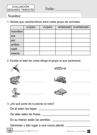 EVALUACIÓN
SEGUNDO TRIMESTRE                                 Fecha:
Nombre:
1. Señala que características tiene cada grupo de animales.

                         ovíparo                vivíparo   vertebrado invertebrado
   mamífero
   ave
   pez
   anfibio
   reptil
   insecto

2. Escribe al lado de cada dibujo el grupo al que pertenece.




3. ¿De qué parte de la planta se trata?
  De él salen las hojas:
  De ellas salen los frutos:
  En su interior están las semillas:
  Germinan y dan lugar a una nueva planta:
 40   C ONOCIMIENT O   DE L   M EDIO 2.º   EP                     M ATERIAL   FOTOCOPIABLE
 