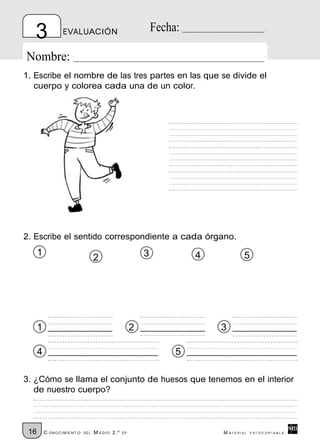 3             EVALUACIÓN                                 Fecha:

Nombre:
1. Escribe el nombre de las tres partes en las que se divide el
   cuerpo y colorea cada una de un color.




2. Escribe el sentido correspondiente a cada órgano.
      1                                                 3            4           5
                                  2




      1                                             2                    3

      4                                                          5

3. ¿Cómo se llama el conjunto de huesos que tenemos en el interior
   de nuestro cuerpo?



 16       C ONOCIMIENT O   DE L   M EDIO 2.º   EP                        M ATERIAL   FOTOCOPIABLE
 